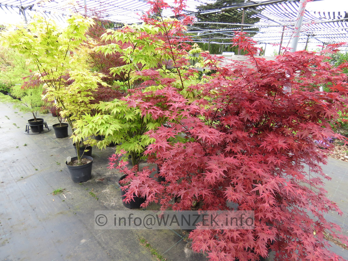 Acer palmatum  in Sorten 1,5-2m im Austrieb, von rechts De shojo, Osakazuki, Orange Dream, Red Pygmy, Koto no ito.JPG